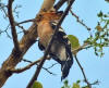 Madagascar Hoopoe (Frank Wouters).jpg