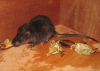 Nimba Otter Shrew (Micropotamogale lamottei) captured at East Nimba and subsequently fitted with a radio-transmitter (Photo:  A. Monadjem).  