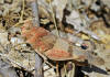 Description de l'image Oedipoda charpentieri01.jpg.