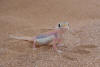 Description de l'image Pachydactylus-rangei.jpg.