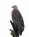 Description de cette image, galement commente ci-aprs
