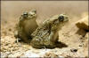 Description de l'image Pantherkroete-04.jpg.