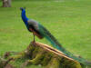 Un oiseau en grande partie bleu-vert mtallis