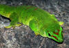 Phelsuma edwardnewtoni - Earth.com