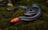 Pink Headed Reed Snake - Calamaria schlegeli  HongKongSnakeID.com