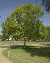 Platanus occidentalis0.jpg