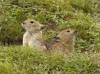 Description de l'image Plateau pika of the Tibetan Plateau.jpg.