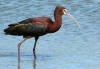 Description de l'image Plegadis chihi -California, USA-8.jpg.