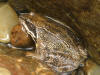 Grenouille des Pyrnes