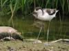 Photo d'un oiseau immature pos au bord de l'eau avec de la vgtatiton aquatique en arrire-plan