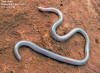 Rena dulcis | The Reptile Database