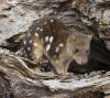 Threatened Species Conservancy - Post Fire Spot-tailed Quoll Recovery
