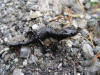 Description de l'image Salamandra atra.jpg.