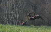 chevreuil en plein saut
