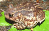Description de l'image Scaphiopus holbrookii1-.jpg.