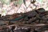 Description de l'image Sceloporus jarrovi.jpg.