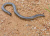 Afrotyphlops - Wikipedia