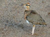 Temminck's Courser (Cursorius temminckii) (6041977717).jpg