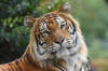 Tigre de Sibrie, Tigre de l'Amour | Zoo d'Amnville