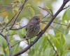 Vegetarian Finch (Platyspiza crassirostris) (20197260538).jpg