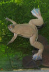 Xenopus tropicalis01.jpeg