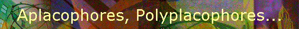 Aplacophores, Polyplacophores...