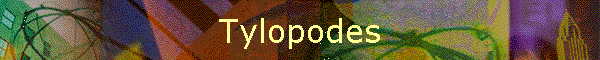 Tylopodes