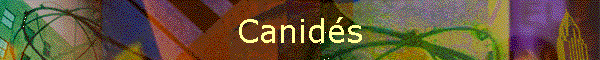 Canids