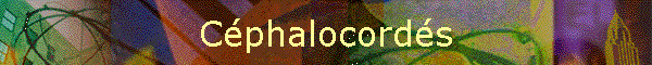 Cphalocords