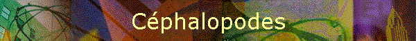 Cphalopodes