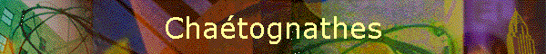 Chatognathes