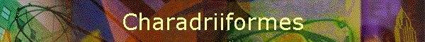 Charadriiformes