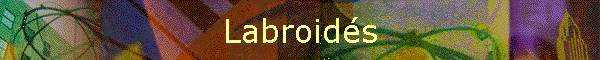 Labroids
