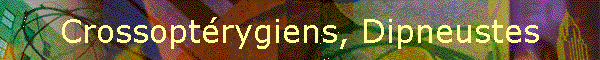 Crossoptrygiens, Dipneustes