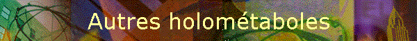 Autres holomtaboles