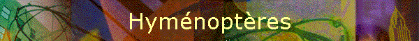 Hymnoptres