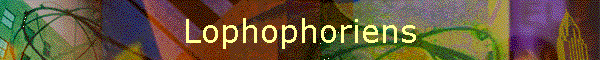 Lophophoriens