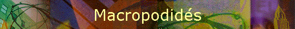 Macropodids