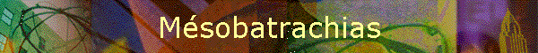 Msobatrachias