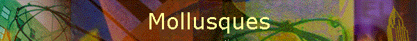 Mollusques
