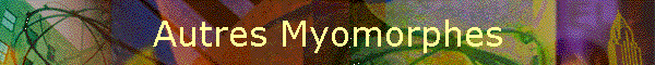 Autres Myomorphes