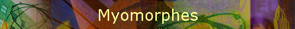 Myomorphes