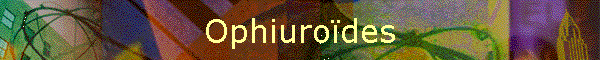 Ophiurodes