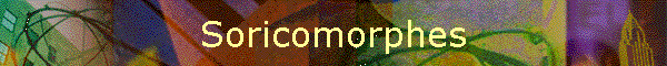 Soricomorphes