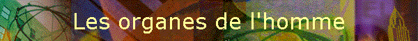 Les organes de l'homme
