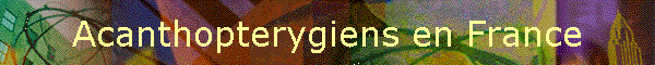 Acanthopterygiens en France