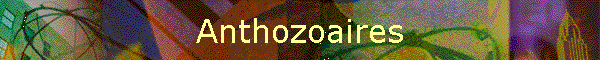 Anthozoaires