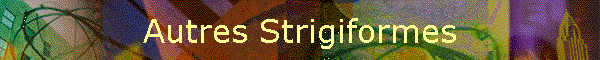 Autres Strigiformes