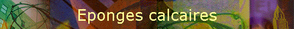 Eponges calcaires