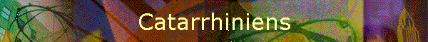 Catarrhiniens